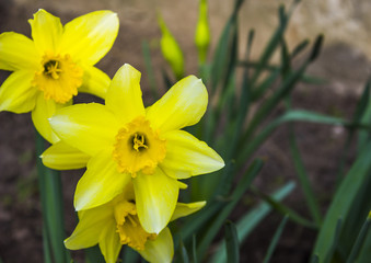 Yellow flower background