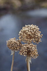 dried flower in the garden near with water