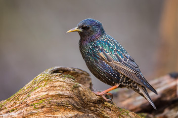 The Starling on the Perch - obrazy, fototapety, plakaty