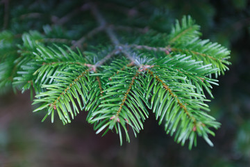 Branch of fir tree