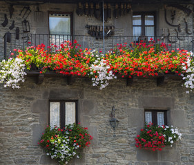 Fototapeta na wymiar Windows with large red and white flowers of pelargonium