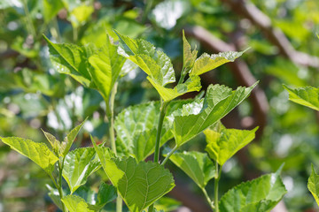 Mulberry leaf on tree
