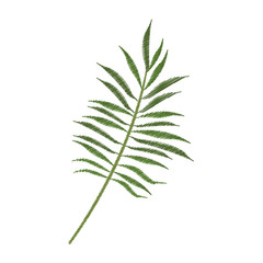 tropical leaf icon image vector illustration design 