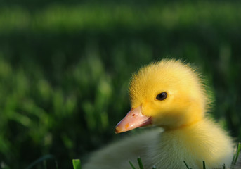 one little duck in green grass