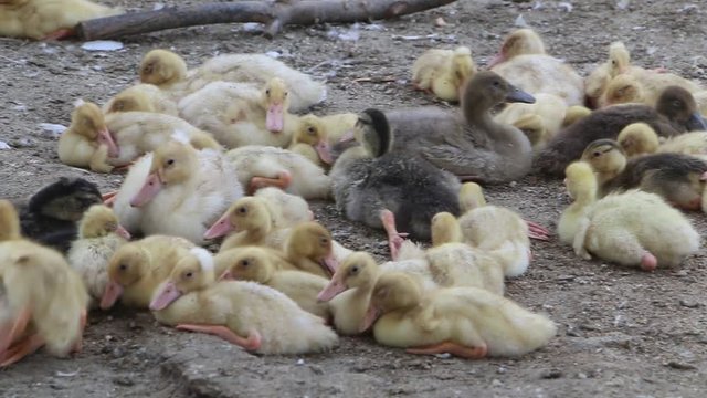 Group of Duck and Ducklings Resting