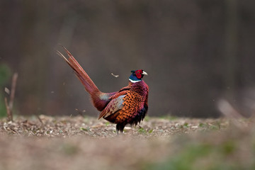 common pheasant, phasianus colchicus, Czech republic