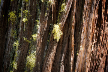 The detailed structure of a  California incense-cedar in the sunlight is like an abstract painting. The green lichen are giving a color contrast.
