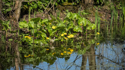 Marsh Marigold (Caltha palustris) Flowering in Springtime