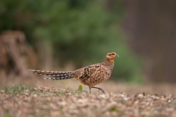 common pheasant, phasianus colchicus, Czech republic