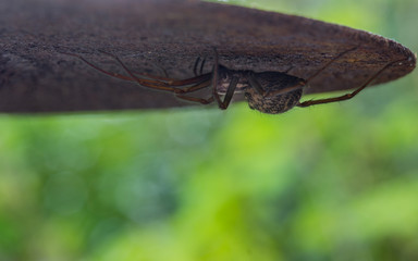 Spider Beneath Table