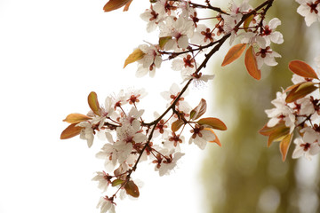 Branch of a blossoming cherry tree closeup