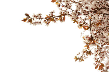 Branch of a blossoming cherry tree closeup