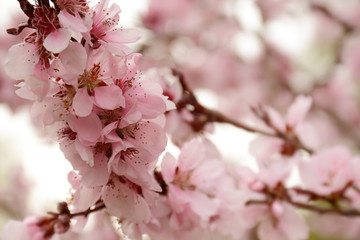 Branch of a blossoming apricot tree closeup