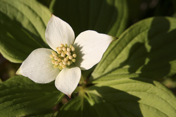 Canadian bunchberry flower.  cornus canadensis. Crackerberry. Creeping dogwood.