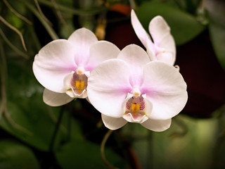 Fototapeta premium Beautiful blooming orchid in the greenhouse
