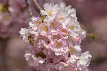 Insekten in der japanischen Kirschblüte