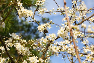 White Cherry Blooms - Spring and Easter background.