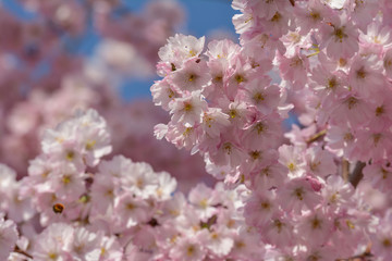 Insekten in der japanischen Kirschblüte