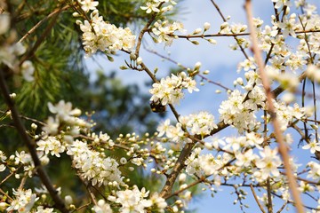 White Cherry Blooms - Spring and Easter background.