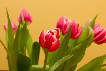 Red tulips - Spring and Easter colored background.