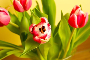 Obraz premium Red tulips - Spring and Easter colored background.