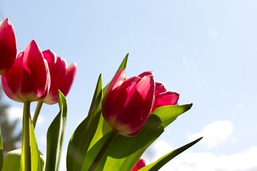Red tulips - Spring and Easter colored background.