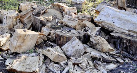  Trunk of tree torn to pieces with an ax
