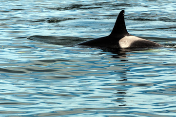 Canada - Orcas close to Vancouver Island