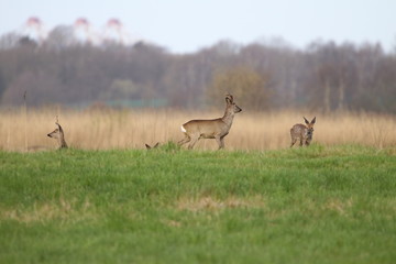 Rehe auf einer Wiese