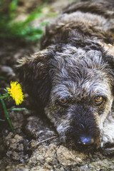 Fototapeta premium Small dog in garden