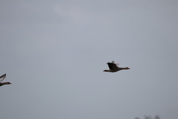 Graugans im Flug