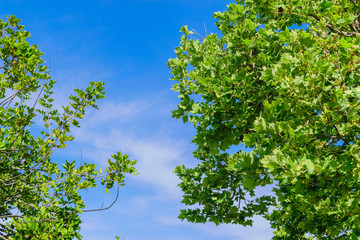 Fototapeta premium Blue sky between two spring trees