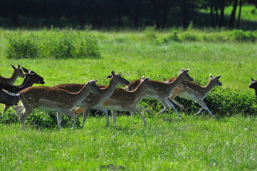 Sarny na łące © Rafa