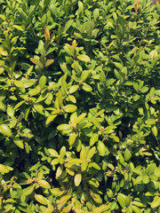 Green plants with leaves in early spring