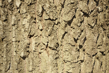 Detail of oak tree bark. Texture macro
