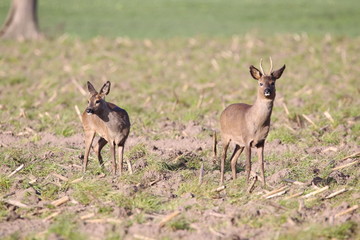 Rehe im Frühjahr auf einem Maisstoppel