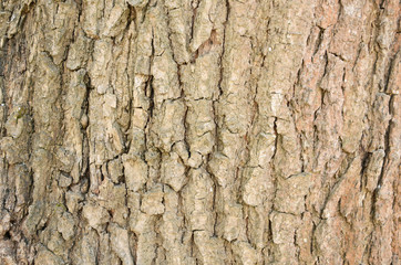 Detail of oak tree bark. Texture macro