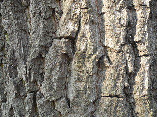 Detail of oak tree bark. Texture macro