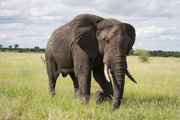 Fototapeta na wymiar African Elephant Walking through the Savannah