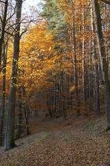 Las polski jesienią