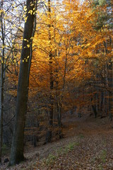Jesien w lesie