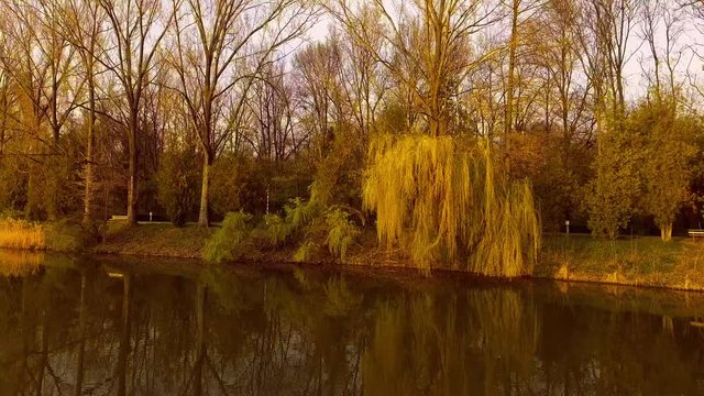 Lake with willow tree at sunset
