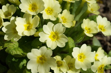 Fototapeta premium Yellow primula flowers in garden 