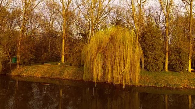 Lake with willow tree at sunset
