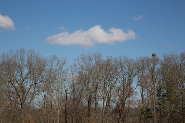 Obraz na płótnie Canvas Trees and a Cloud
