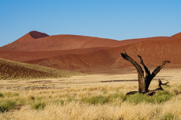 Namibia  - Sossusvlei
