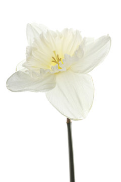 Osterglocke Narzisse Narcissus pseudonarcissus weiß
