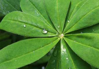Leaf with raindrops