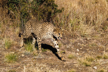 Namibia  - Gepard beim Game Drive