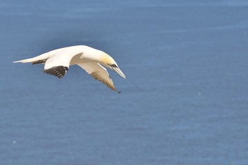 Les Fous de Bassan - Île Bonaventure, Gaspésie, Québec, Canada